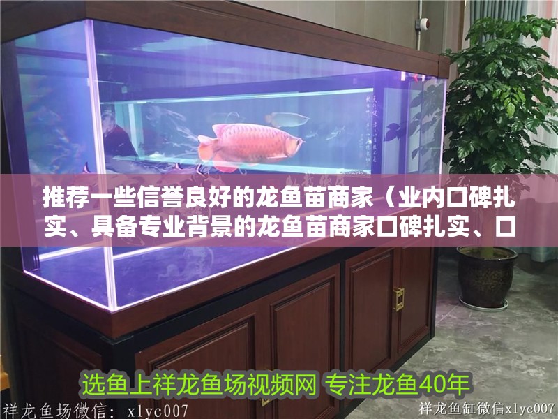 推薦一些信譽良好的龍魚苗商家（業內口碑扎實、具備專業背景的龍魚苗商家口碑扎實、口碑扎實）