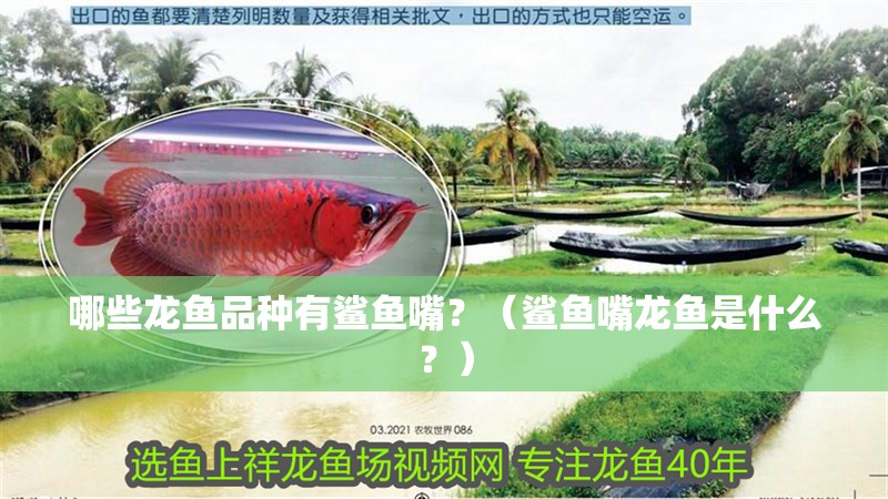 哪些龍魚品種有鯊魚嘴？（鯊魚嘴龍魚是什么？）