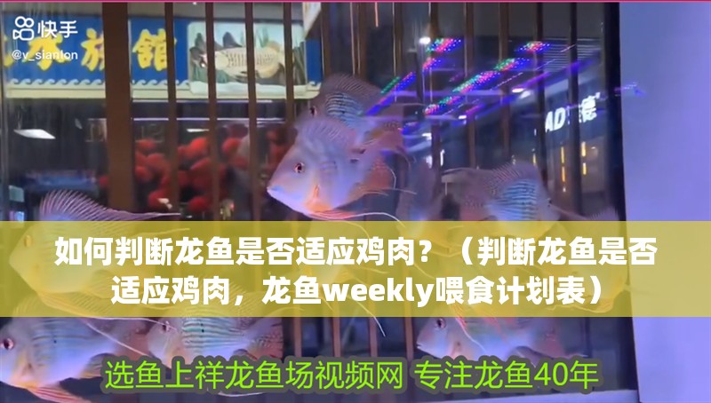 如何判斷龍魚是否適應雞肉？（判斷龍魚是否適應雞肉，龍魚weekly喂食計劃表）