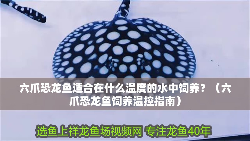六爪恐龍魚適合在什么溫度的水中飼養(yǎng)？（六爪恐龍魚飼養(yǎng)溫控指南）