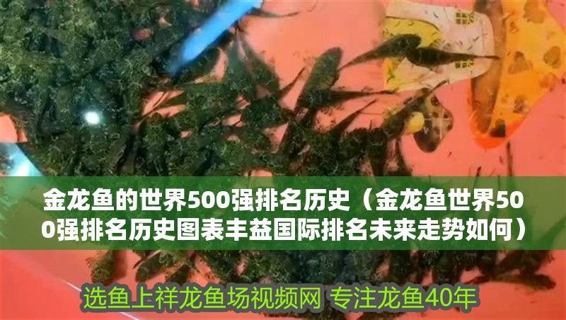 金龍魚的世界500強排名歷史（金龍魚世界500強排名歷史圖表豐益國際排名未來走勢如何）
