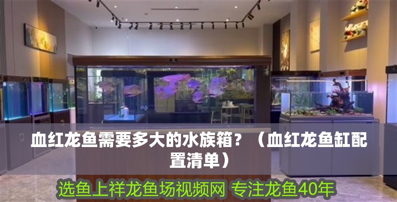 血紅龍魚需要多大的水族箱？（血紅龍魚缸配置清單）