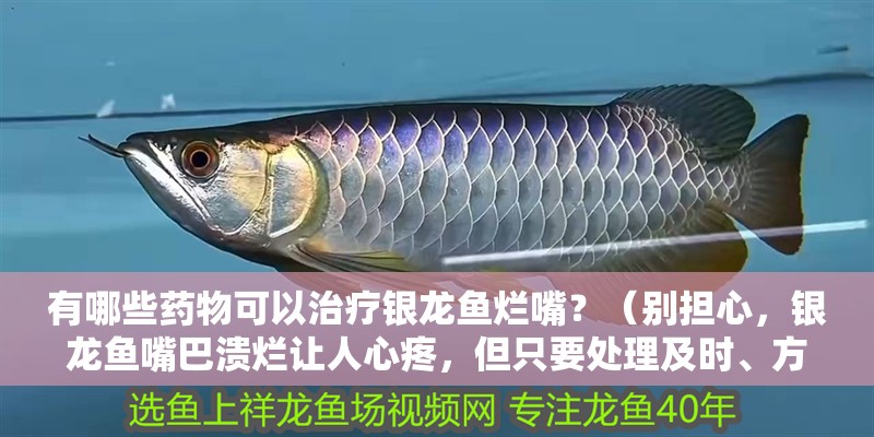 有哪些藥物可以治療銀龍魚爛嘴？（別擔心，銀龍魚嘴巴潰爛讓人心疼，但只要處理及時、方法得當）