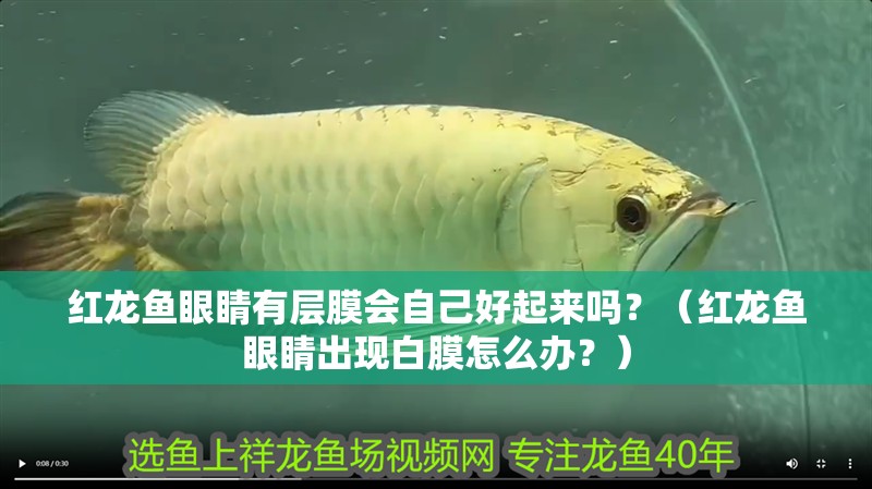 紅龍魚眼睛有層膜會自己好起來嗎？（紅龍魚眼睛出現白膜怎么辦？）