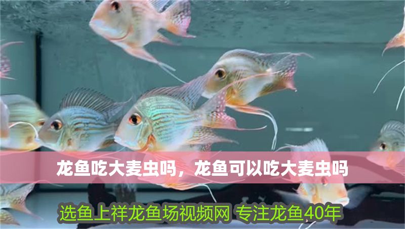 龍魚吃大麥蟲嗎，龍魚可以吃大麥蟲嗎