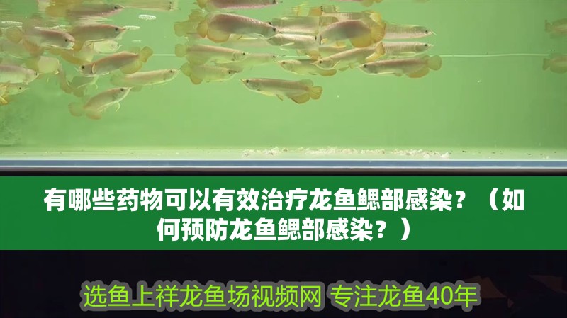 有哪些藥物可以有效治療龍魚(yú)鰓部感染？（如何預(yù)防龍魚(yú)鰓部感染？）