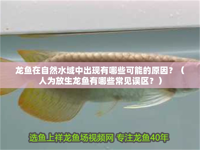 龍魚在自然水域中出現(xiàn)有哪些可能的原因？（人為放生龍魚有哪些常見(jiàn)誤區(qū)？）