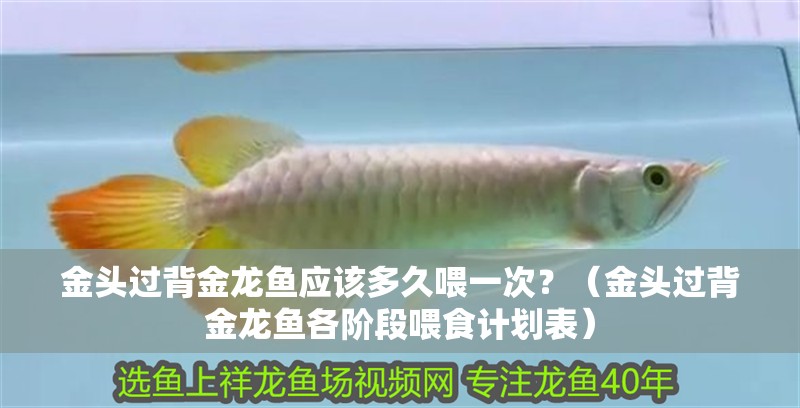 金頭過背金龍魚應該多久喂一次？（金頭過背金龍魚各階段喂食計劃表）