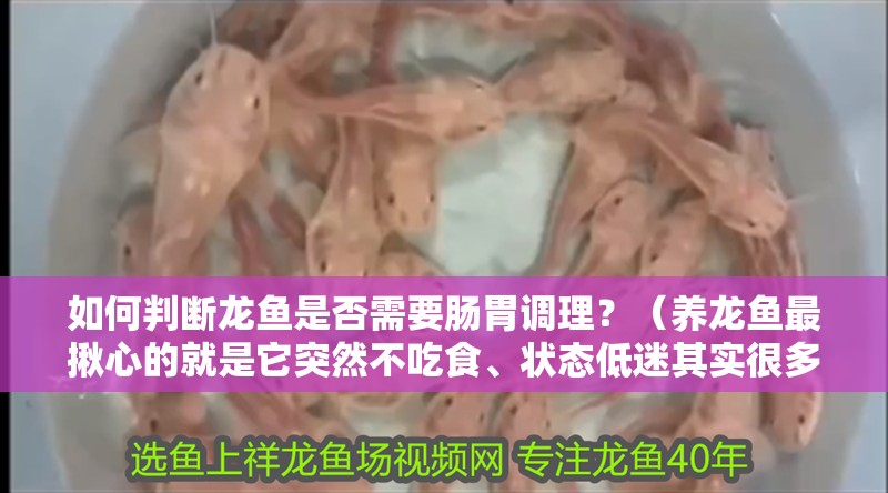 如何判斷龍魚(yú)是否需要腸胃調(diào)理？（養(yǎng)龍魚(yú)最揪心的就是它突然不吃食、狀態(tài)低迷其實(shí)很多問(wèn)題都出在腸胃上）