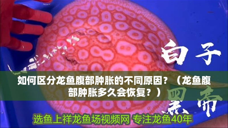 如何區分龍魚腹部腫脹的不同原因？（龍魚腹部腫脹多久會恢復？）