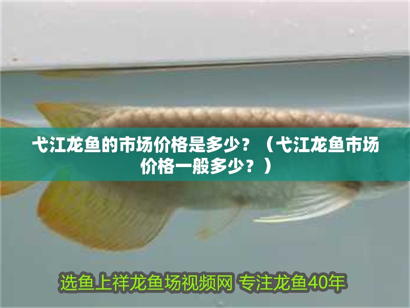 弋江龍魚的市場價格是多少？（弋江龍魚市場價格一般多少？）