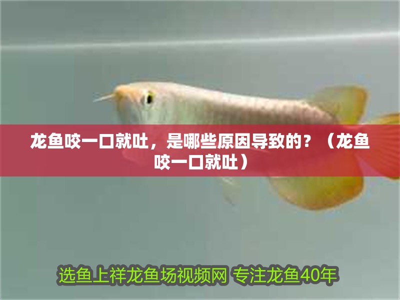 龍魚咬一口就吐，是哪些原因導致的？（龍魚咬一口就吐）