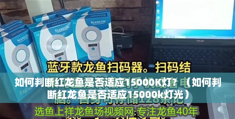 如何判斷紅龍魚是否適應(yīng)15000K燈？（如何判斷紅龍魚是否適應(yīng)15000k燈光）