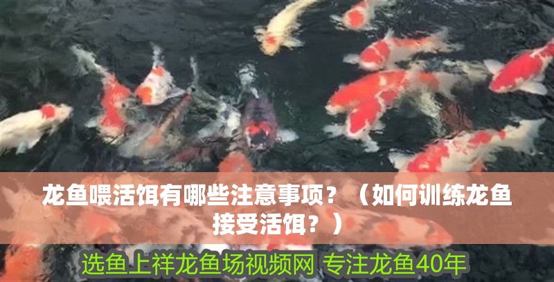 龍魚喂活餌有哪些注意事項？（如何訓練龍魚接受活餌？）