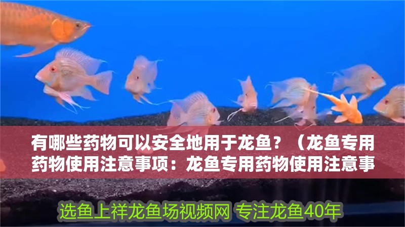 有哪些藥物可以安全地用于龍魚？（龍魚專用藥物使用注意事項：龍魚專用藥物使用注意事項）