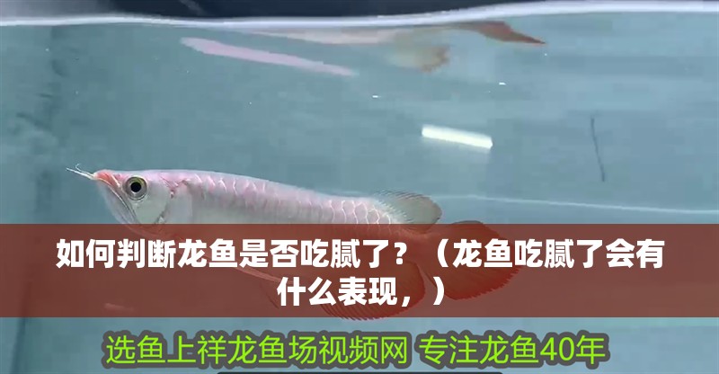 如何判斷龍魚是否吃膩了？（龍魚吃膩了會有什么表現，）