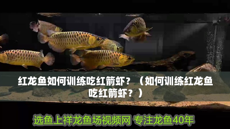 紅龍魚如何訓練吃紅箭蝦？（如何訓練紅龍魚吃紅箭蝦？）
