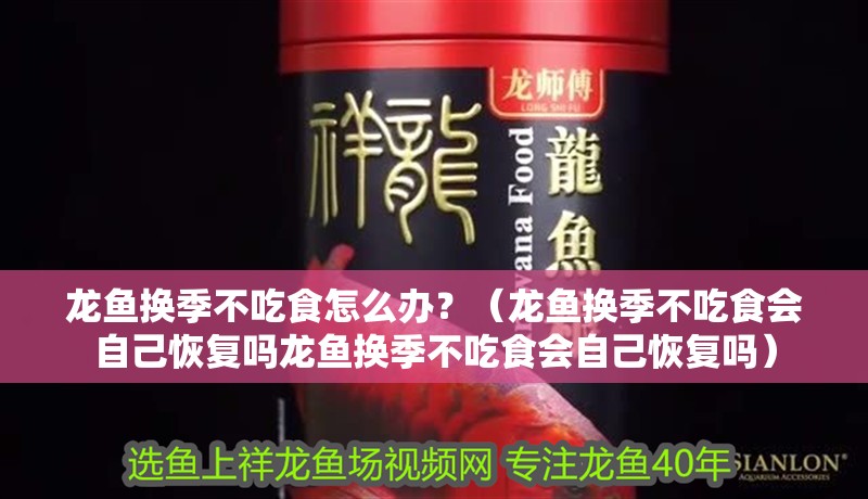 龍魚(yú)換季不吃食怎么辦？（龍魚(yú)換季不吃食會(huì)自己恢復(fù)嗎龍魚(yú)換季不吃食會(huì)自己恢復(fù)嗎）