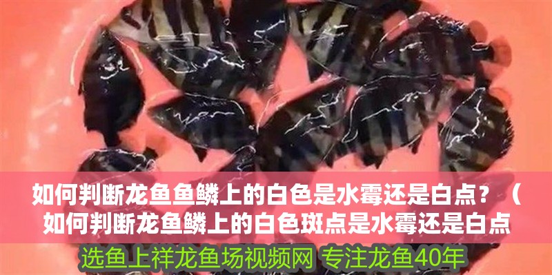 如何判斷龍魚魚鱗上的白色是水霉還是白點？（如何判斷龍魚鱗上的白色斑點是水霉還是白點？）