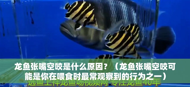 龍魚(yú)張嘴空咬是什么原因？（龍魚(yú)張嘴空咬可能是你在喂食時(shí)最常觀察到的行為之一）