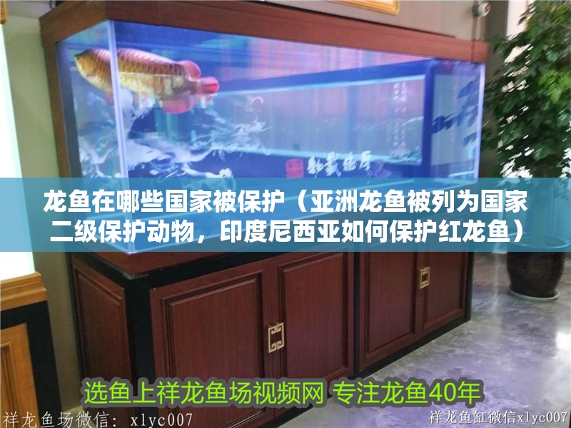 龍魚在哪些國家被保護（亞洲龍魚被列為國家二級保護動物，印度尼西亞如何保護紅龍魚）