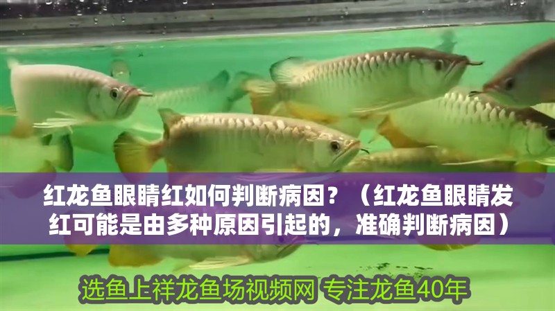 紅龍魚眼睛紅如何判斷病因？（紅龍魚眼睛發(fā)紅可能是由多種原因引起的，準(zhǔn)確判斷病因）