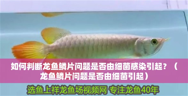 如何判斷龍魚(yú)鱗片問(wèn)題是否由細(xì)菌感染引起？（龍魚(yú)鱗片問(wèn)題是否由細(xì)菌引起）
