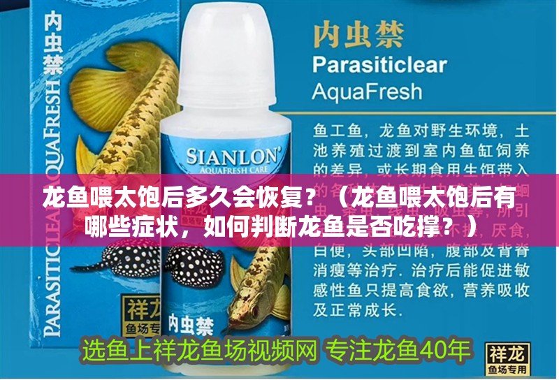 龍魚喂太飽后多久會恢復？（龍魚喂太飽后有哪些癥狀，如何判斷龍魚是否吃撐？）
