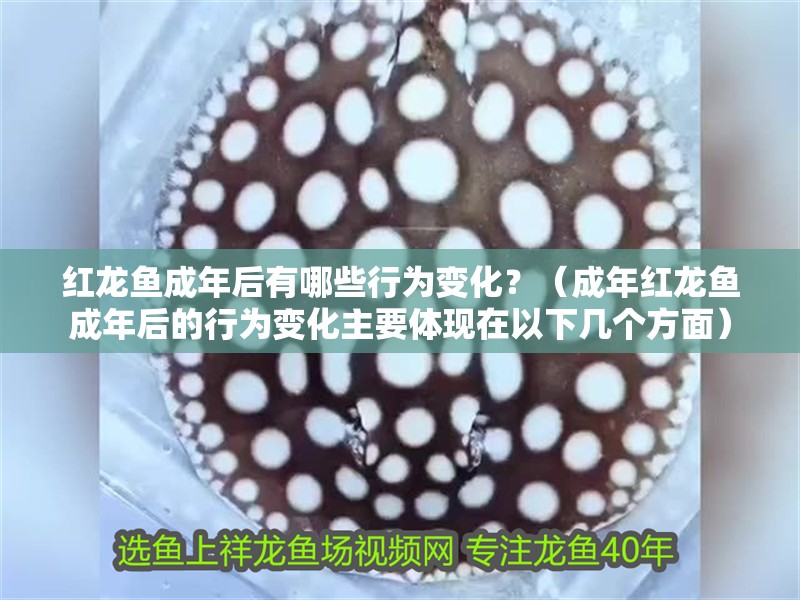 紅龍魚成年后有哪些行為變化？（成年紅龍魚成年后的行為變化主要體現在以下幾個方面）