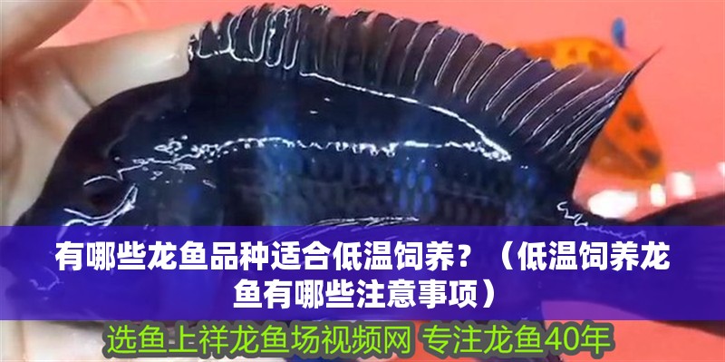 有哪些龍魚品種適合低溫飼養(yǎng)？（低溫飼養(yǎng)龍魚有哪些注意事項(xiàng)）