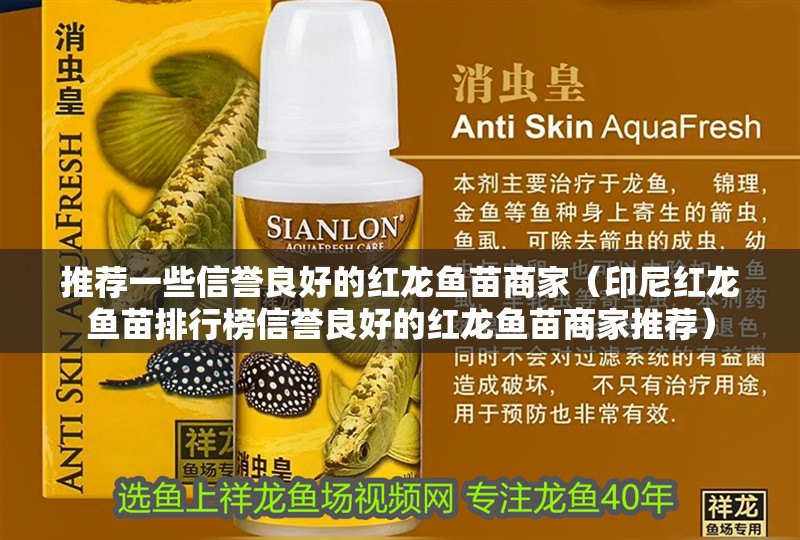 推薦一些信譽良好的紅龍魚苗商家（印尼紅龍魚苗排行榜信譽良好的紅龍魚苗商家推薦）