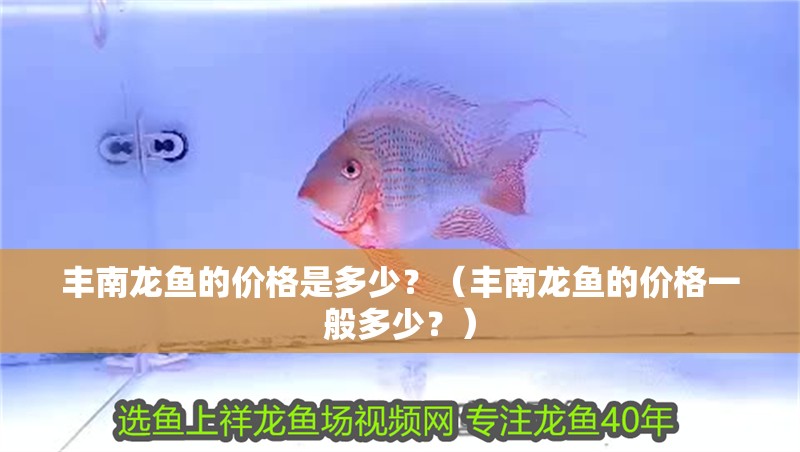 豐南龍魚的價格是多少？（豐南龍魚的價格一般多少？）