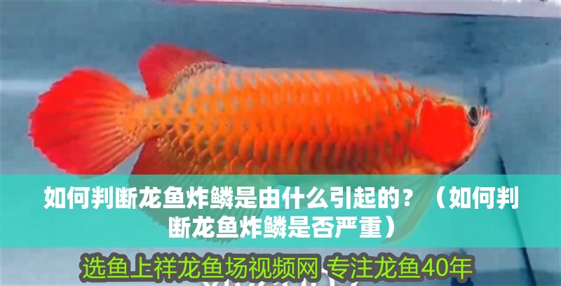 如何判斷龍魚炸鱗是由什么引起的？（如何判斷龍魚炸鱗是否嚴重）