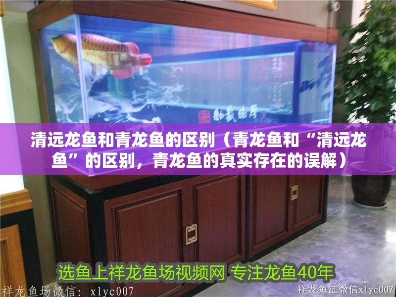 清遠龍魚和青龍魚的區別（青龍魚和“清遠龍魚”的區別，青龍魚的真實存在的誤解）