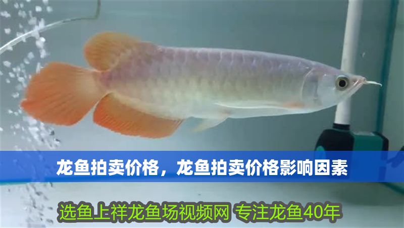龍魚拍賣價格，龍魚拍賣價格影響因素