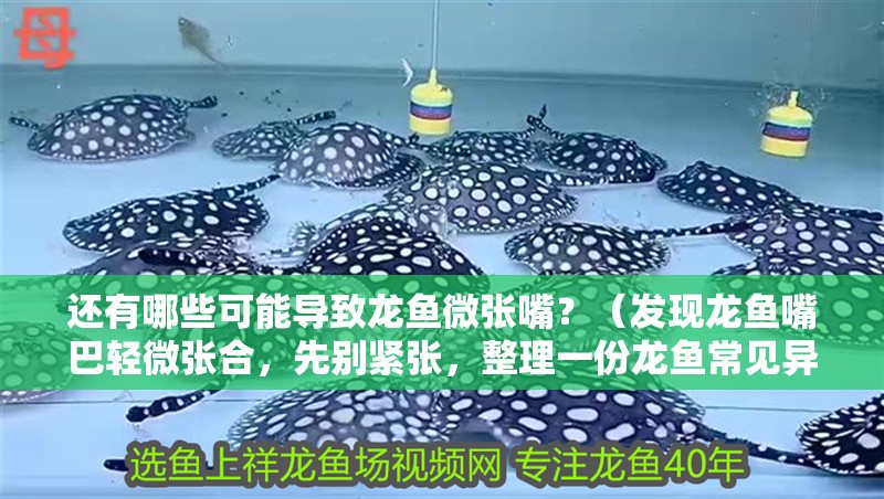 還有哪些可能導致龍魚微張嘴？（發現龍魚嘴巴輕微張合，先別緊張，整理一份龍魚常見異常行為對照表）