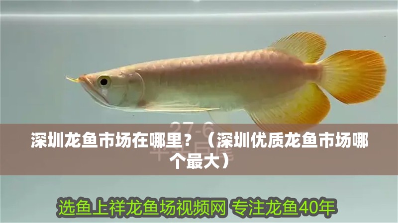 深圳龍魚市場在哪里？（深圳優(yōu)質(zhì)龍魚市場哪個(gè)最大）