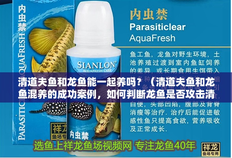 清道夫魚和龍魚能一起養嗎？（清道夫魚和龍魚混養的成功案例，如何判斷龍魚是否攻擊清道夫？）