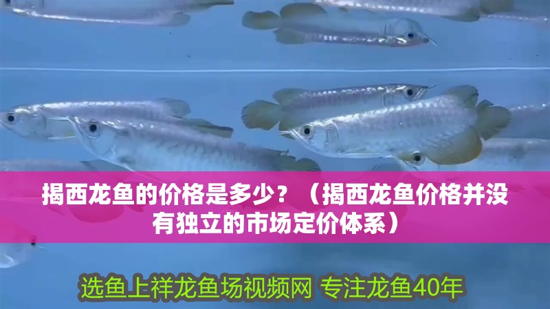 揭西龍魚的價格是多少？（揭西龍魚價格并沒有獨立的市場定價體系）