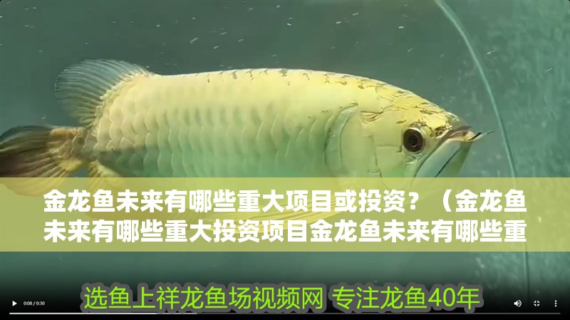 金龍魚未來有哪些重大項目或投資？（金龍魚未來有哪些重大投資項目金龍魚未來有哪些重大投資項目）