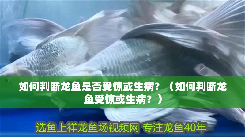 如何判斷龍魚是否受驚或生病？（如何判斷龍魚受驚或生病？）