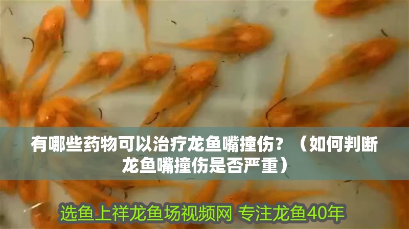 有哪些藥物可以治療龍魚嘴撞傷？（如何判斷龍魚嘴撞傷是否嚴重）