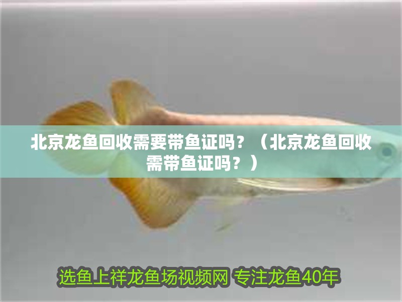 <strong><mark>北京</mark></strong>龍魚回收需要帶魚證嗎？（<strong><mark>北京</mark></strong>龍魚回收需帶魚證嗎？）