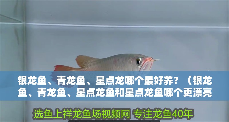 銀龍魚、青龍魚、星點龍哪個最好養？（銀龍魚、青龍魚、星點龍魚和星點龍魚哪個更漂亮）