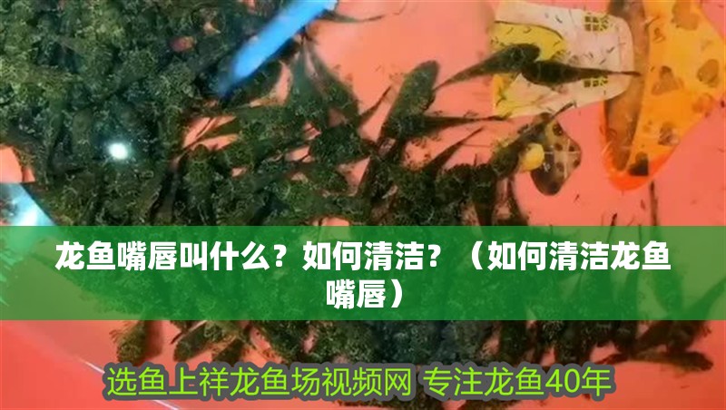 龍魚嘴唇叫什么？如何清潔？（如何清潔龍魚嘴唇）