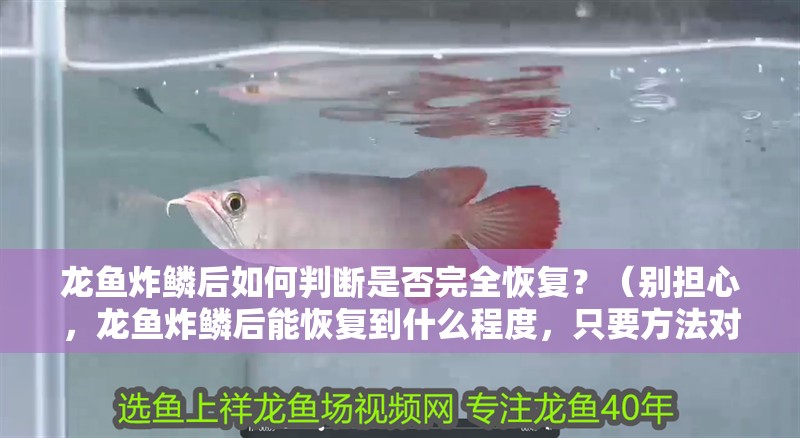 龍魚炸鱗后如何判斷是否完全恢復？（別擔心，龍魚炸鱗后能恢復到什么程度，只要方法對、觀察細）