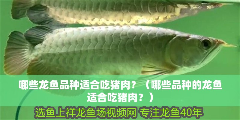 哪些龍魚品種適合吃豬肉？（哪些品種的龍魚適合吃豬肉？）