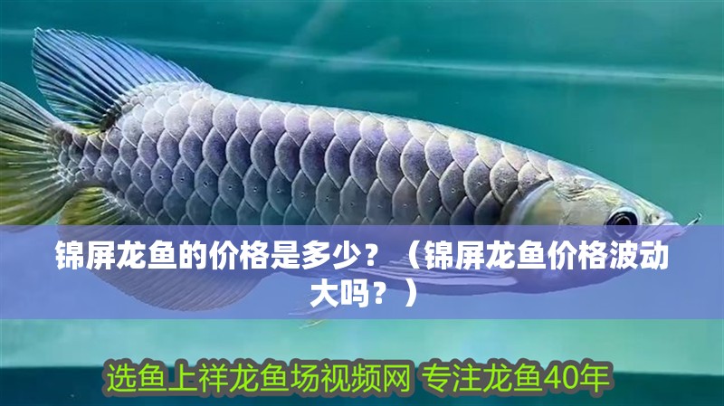 錦屏龍魚(yú)的價(jià)格是多少？（錦屏龍魚(yú)價(jià)格波動(dòng)大嗎？）