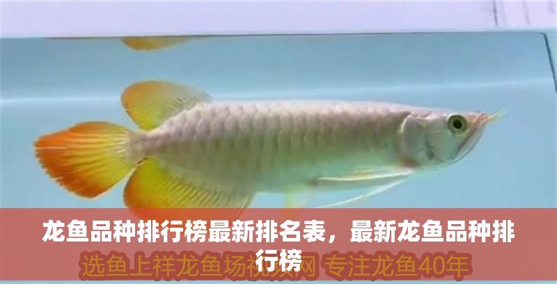 龍魚品種排行榜最新排名表,最新龍魚品種排行榜 龍魚百科 第1張 龍魚品種排行榜最新排名表,最新龍魚品種排行榜 龍魚品種排行榜最新排名表,最新龍魚品種排行榜 龍魚百科 第1張