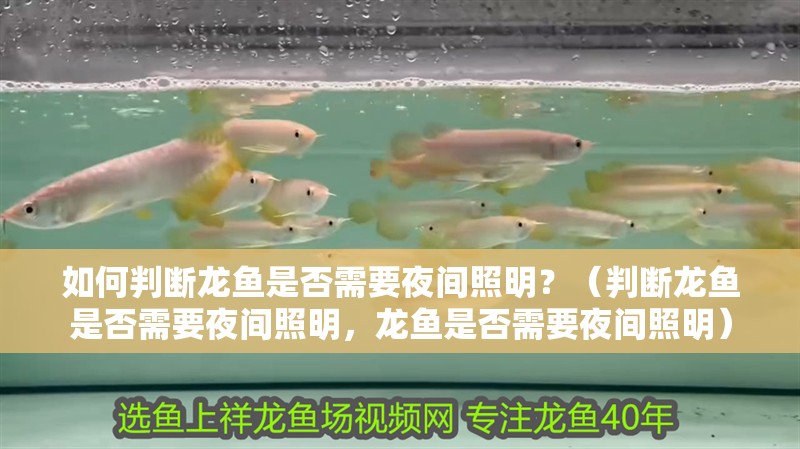如何判斷龍魚是否需要夜間照明？（判斷龍魚是否需要夜間照明，龍魚是否需要夜間照明）